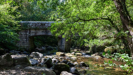 River running under Shaugh Bridge with mossy boulders around the water and trees either side